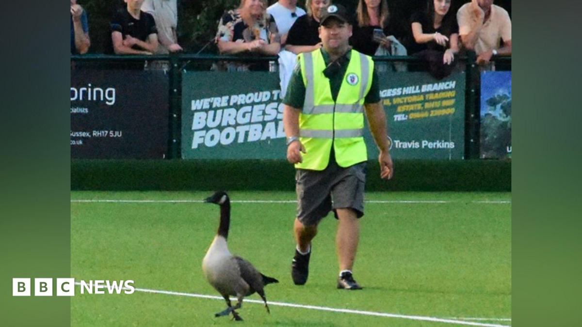 Goose on the loose disrupts football match